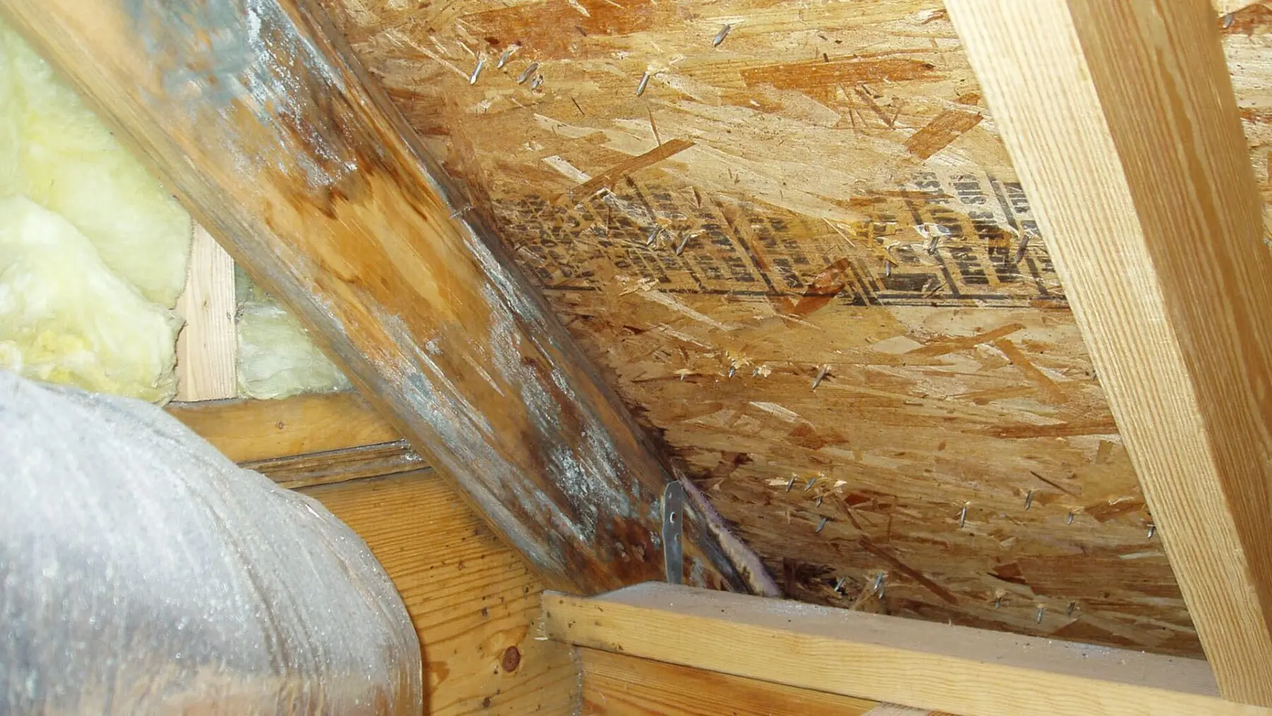 Will a Leak in the Roof Cause Mold? 1 Roof Leak