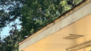 tree damage prevention Louisiana roofs